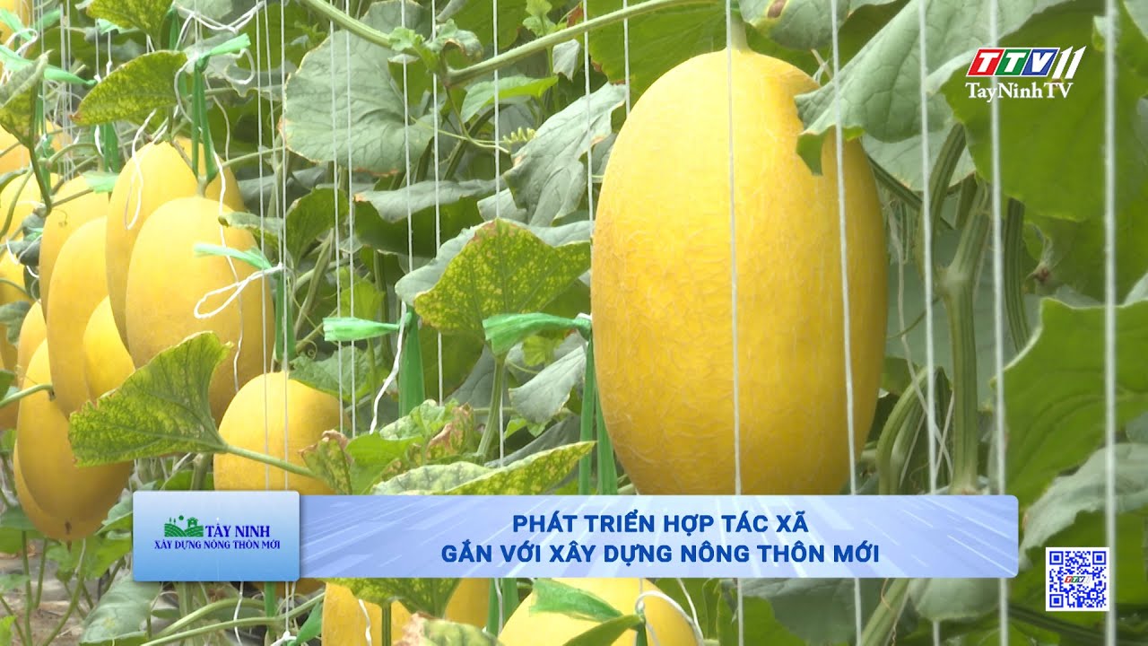 Phát triển hợp tác xã gắn với xây dựng nông thôn mới | TayNinhTV